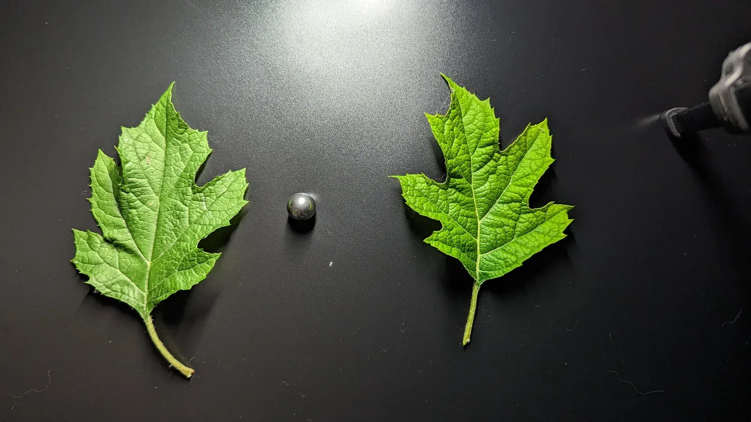 A real capture setup: two leaves on a dark desk, a reflective steel ball for light reference, and a handheld flashlight.